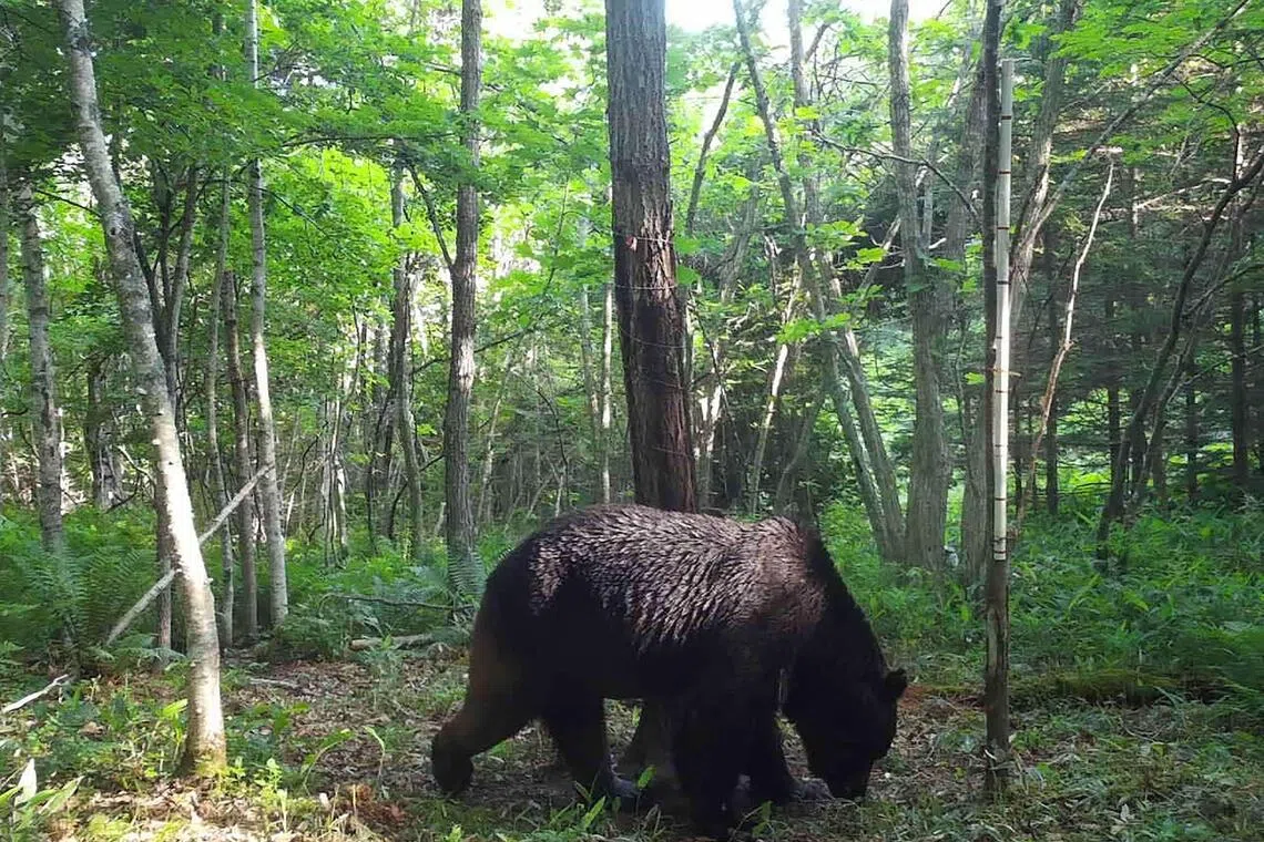 In 2025, bear attacks were reported earlier in places inhabited by humans, such as residential areas.