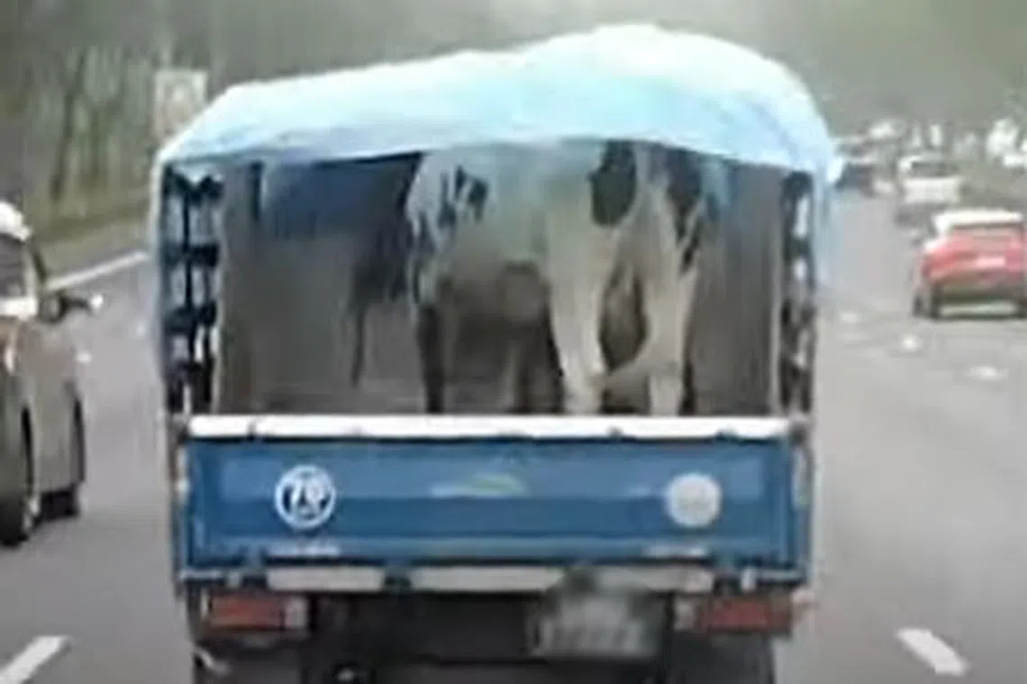 A black-and-white cow was seen standing in the back of a lorry travelling along the PIE on Aug 27.