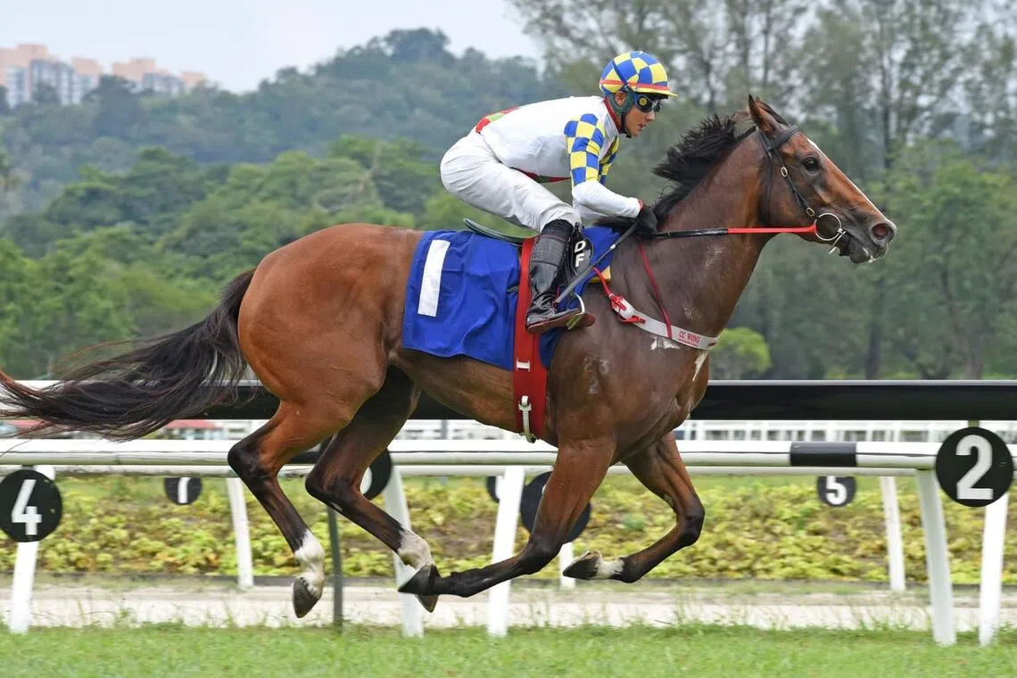 Horse racing: All The Way North is working well on the training track.
