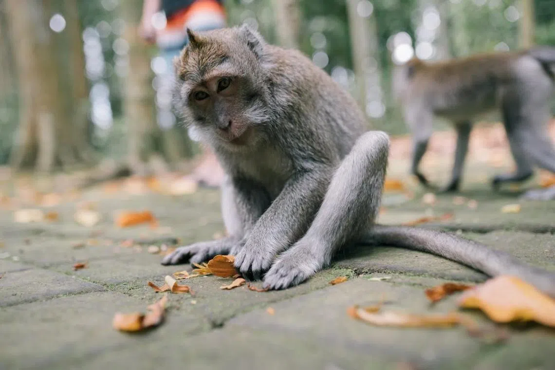 Long-tailed macaques that live near water and wetlands in South-east Asia, are protected by international trade law.