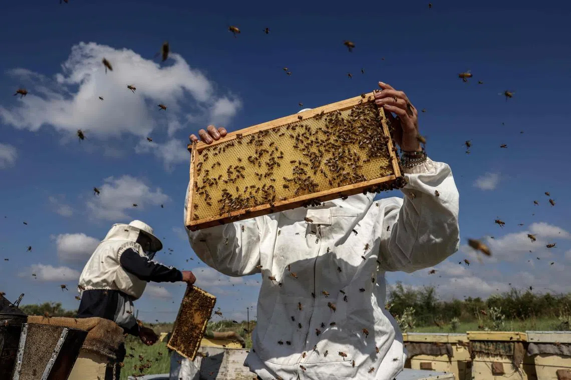 Palestinian beekeeper Miassar Khoudair(R), 35, and her work partner wearing protective outfits as they check honeycomb frames at the apiary, east of the Jabalia camp in the northern Gaza strip, on April 30, 2023.