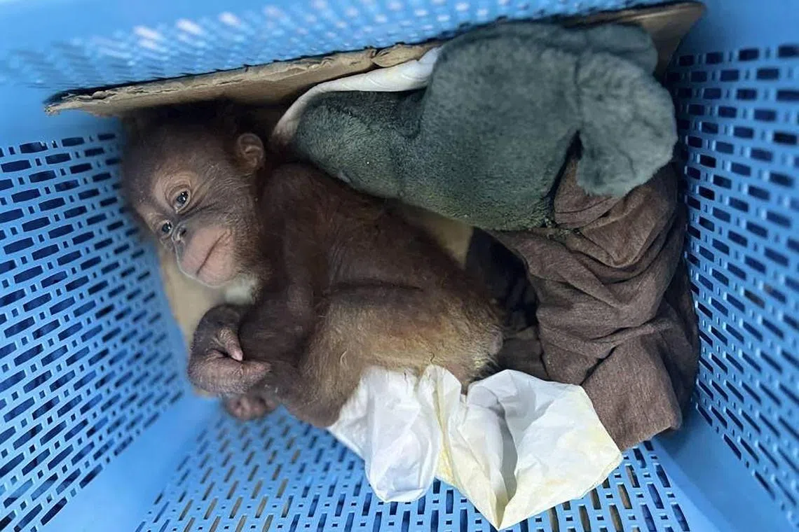 Two infant orangutans – one about a year old, the other just one month – were found in a plastic basket wearing diapers, with a feeding bottle beside them.