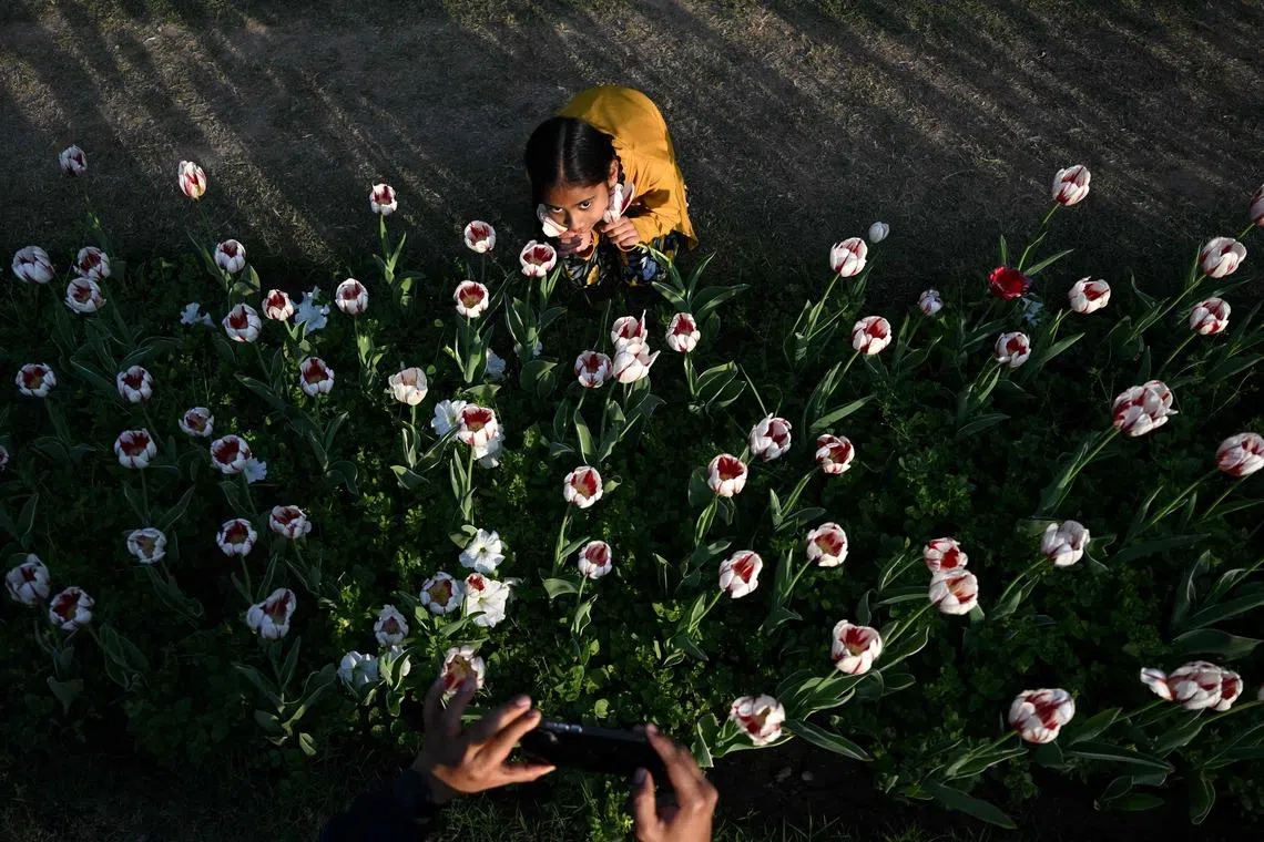 A girl posing for a pictures during the annual Tulip Festival in New Delhi, on Feb 25, 2026. 