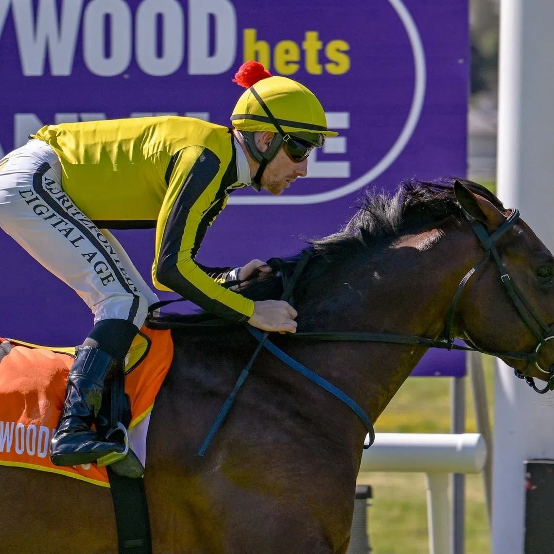 Viva's Liberte (Craig Zackey) is chasing a first Grade 1 victory in the Daily News 2000 at Greyville on May 30.
