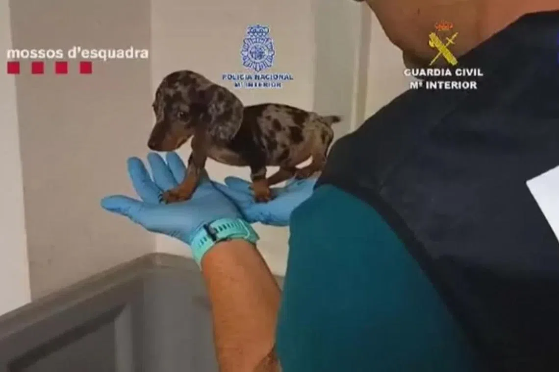 Police said they had recovered more than 400 animals and arrested 13 people as part of the operation carried out in September.