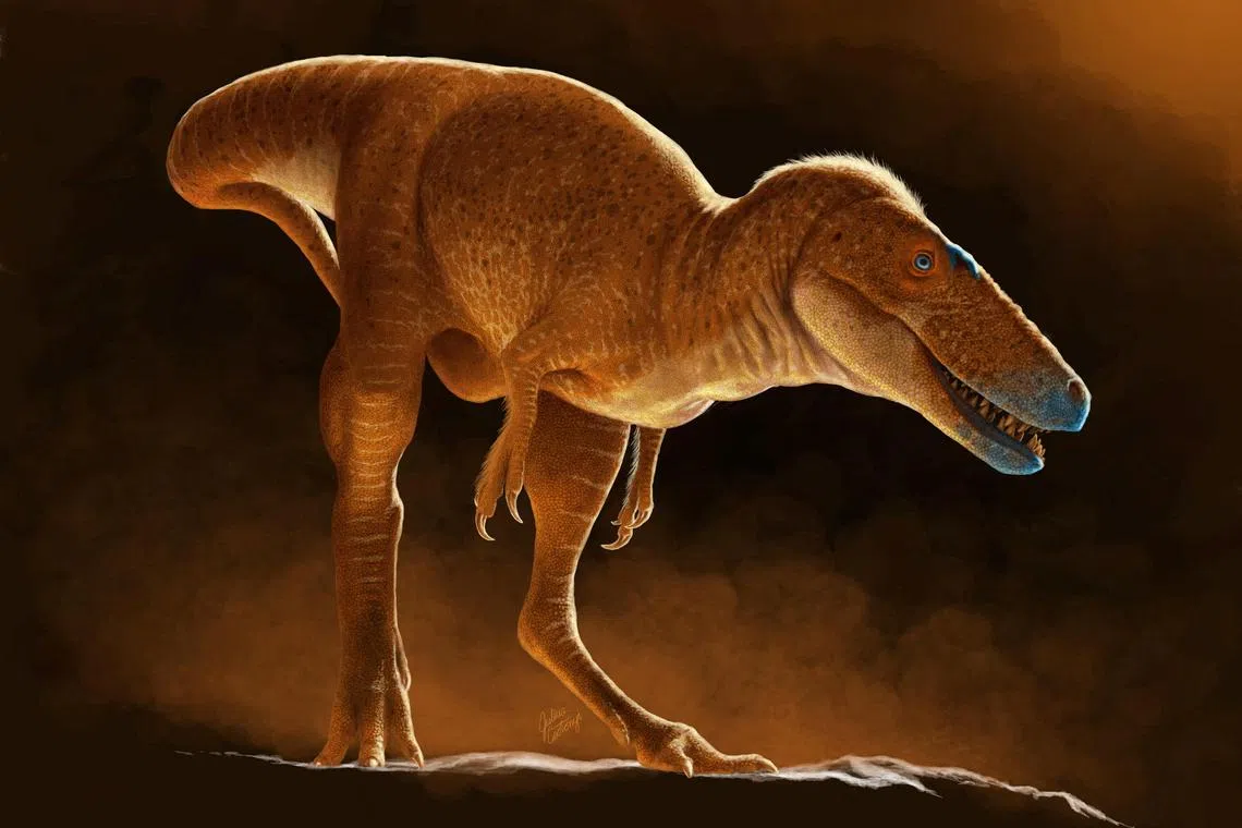 A life reconstruction of the newly identified dinosaur species Khankhuuluu mongoliensis, which lived 86 million years ago in Mongolia, is seen in this handout illustration released on June 11, 2025. Julius Csotonyi/Handout via REUTERS