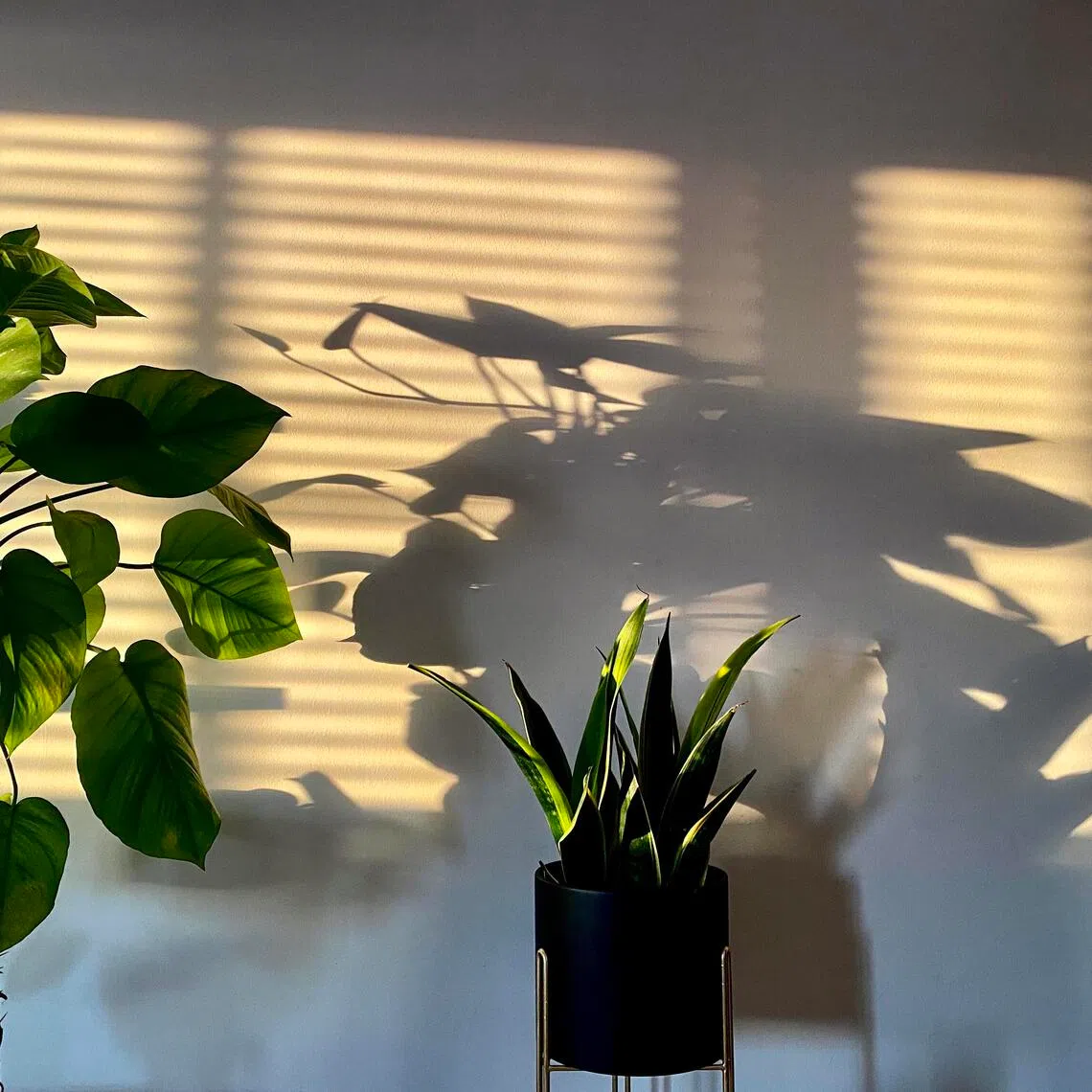 While plants may not be effective in purifying the air, caring for them can help ease the stress of dealing with the haze.