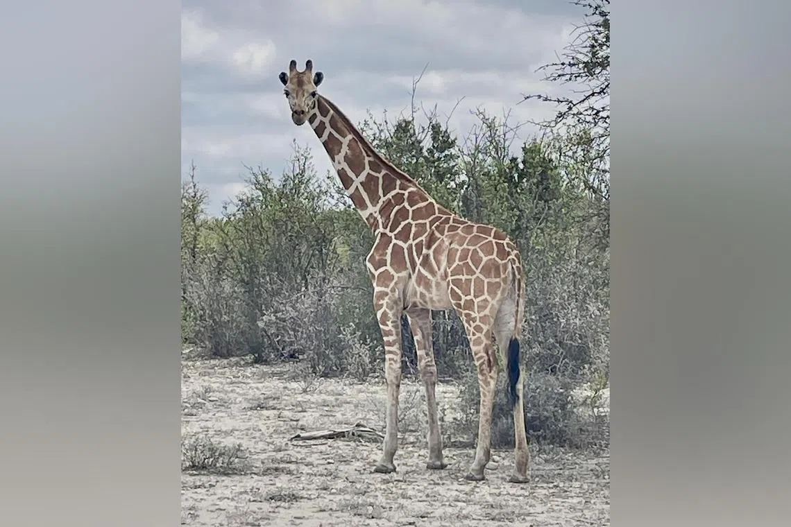 A photo provided by Real County Animal Rescue-Shelter shows Gracie, a giraffe that is missing in Texas. 