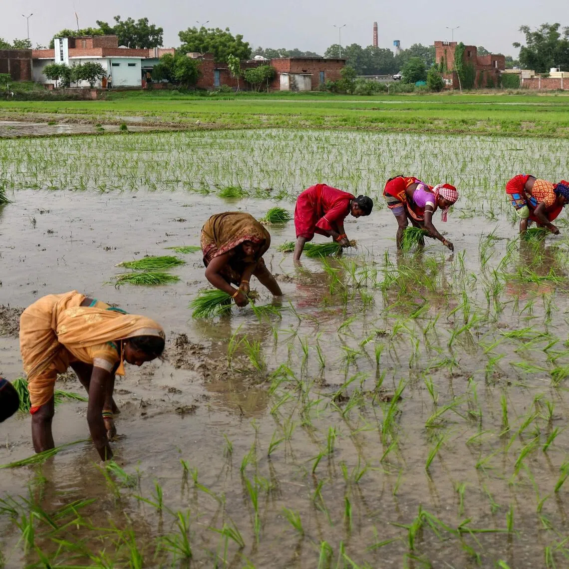 Farmers planting rice saplings in a padi field on the outskirts of Varanasi, India, in July.