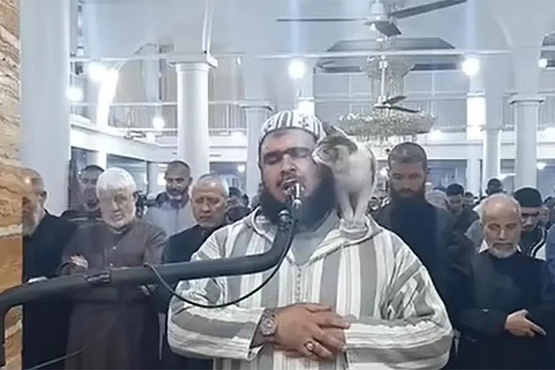 A screenshot shows a cat jumping on the shoulder of Imam Sheikh Walid Mehsas as he is praying Taraweeh at a mosque in Algeria.