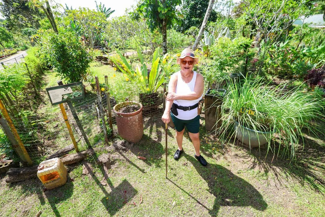 straitstimes.com - Ng Keng Gene - Bollywood Farms lease to end in Dec 2026, owners keen to stay on