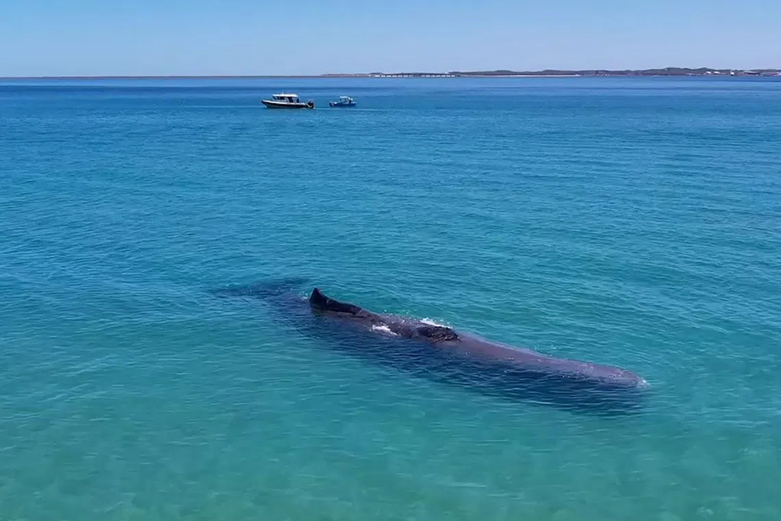 This handout frame grab from video footage taken and released by the Western Australia Department of Bioiversity, Conservation and Attractions on December 12, 2023 shows a stranded sperm whale at Rockingham. A sperm whale has died in Western Australia days after it was filmed in shallow waters among dozens of delighted beachgoers, authorities have said. Curious swimmers paddled out to stroke the 30-tonne mammal after it was spotted close to shore south of state capital Perth over the weekend. (Photo by Handout / WA Department of Biodiversity, Conservation and Attractions / AFP) / RESTRICTED TO EDITORIAL USE MANDATORY CREDIT " AFP PHOTO / WA DEPARTMENT OF BIODIVERSITY, CONSERVATION AND ATTRACTIONS" NO MARKETING NO ADVERTISING CAMPAIGNS - DISTRIBUTED AS A SERVICE TO CLIENTS