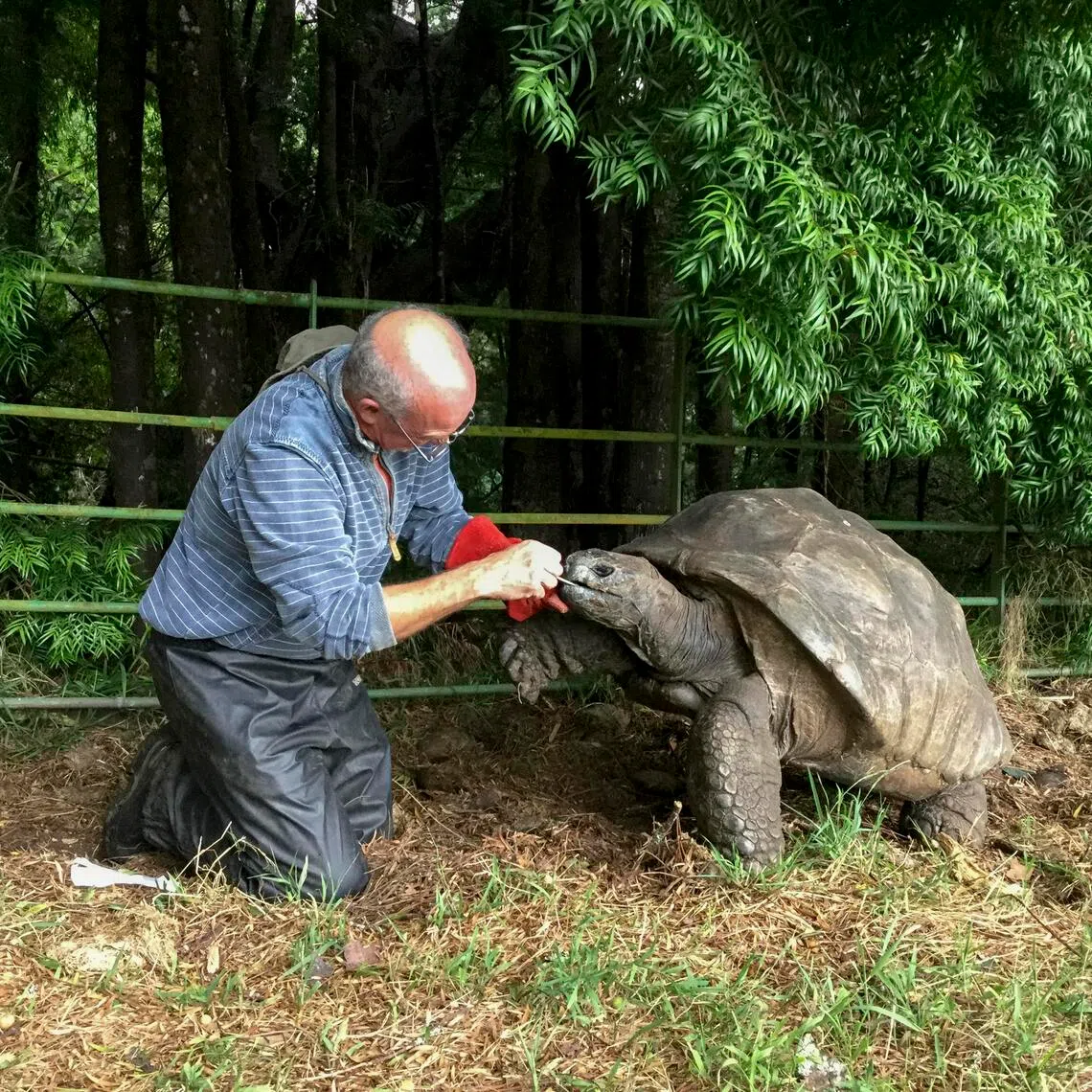 Aldabra giant tortoises are known to live more than 100 years.