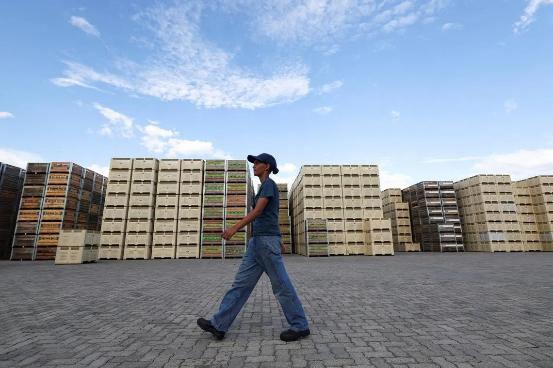 US tariffs threaten 35,000 citrus jobs in South Africa, farmers say