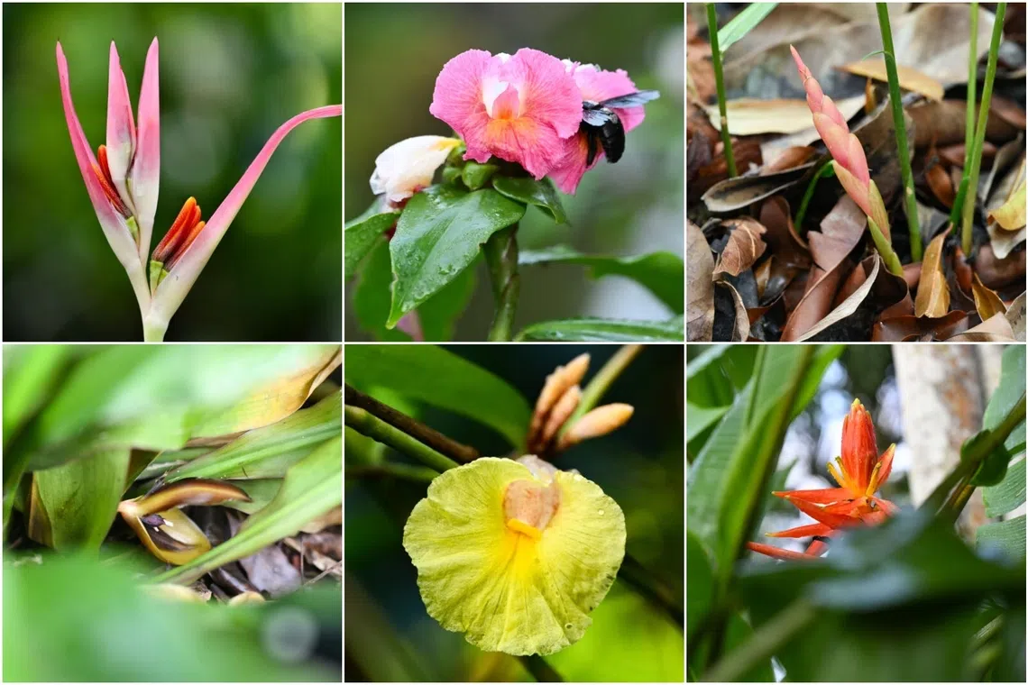 The Ginger Garden offers free entry and is open daily from 5am to midnight.