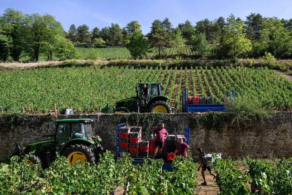 French wine output to be among lowest in 30 years after heatwaves