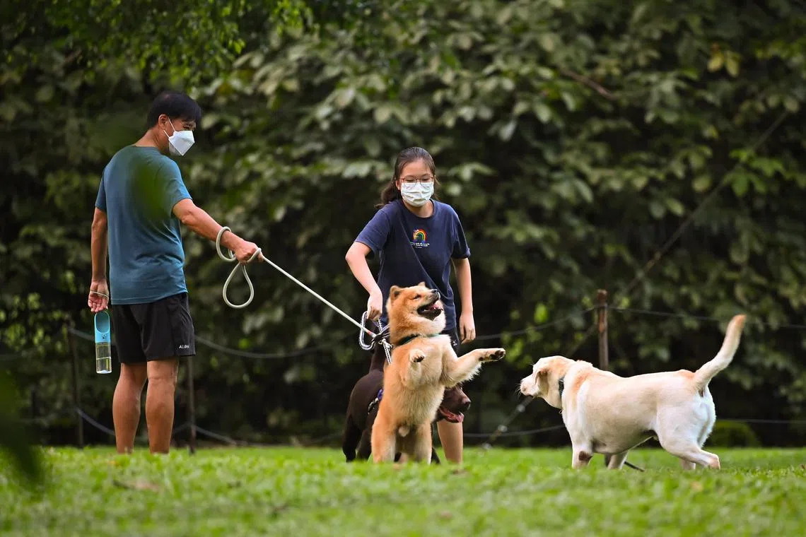 Reverse zoonosis refers to an infection or disease that is transmissible from humans to animals. 