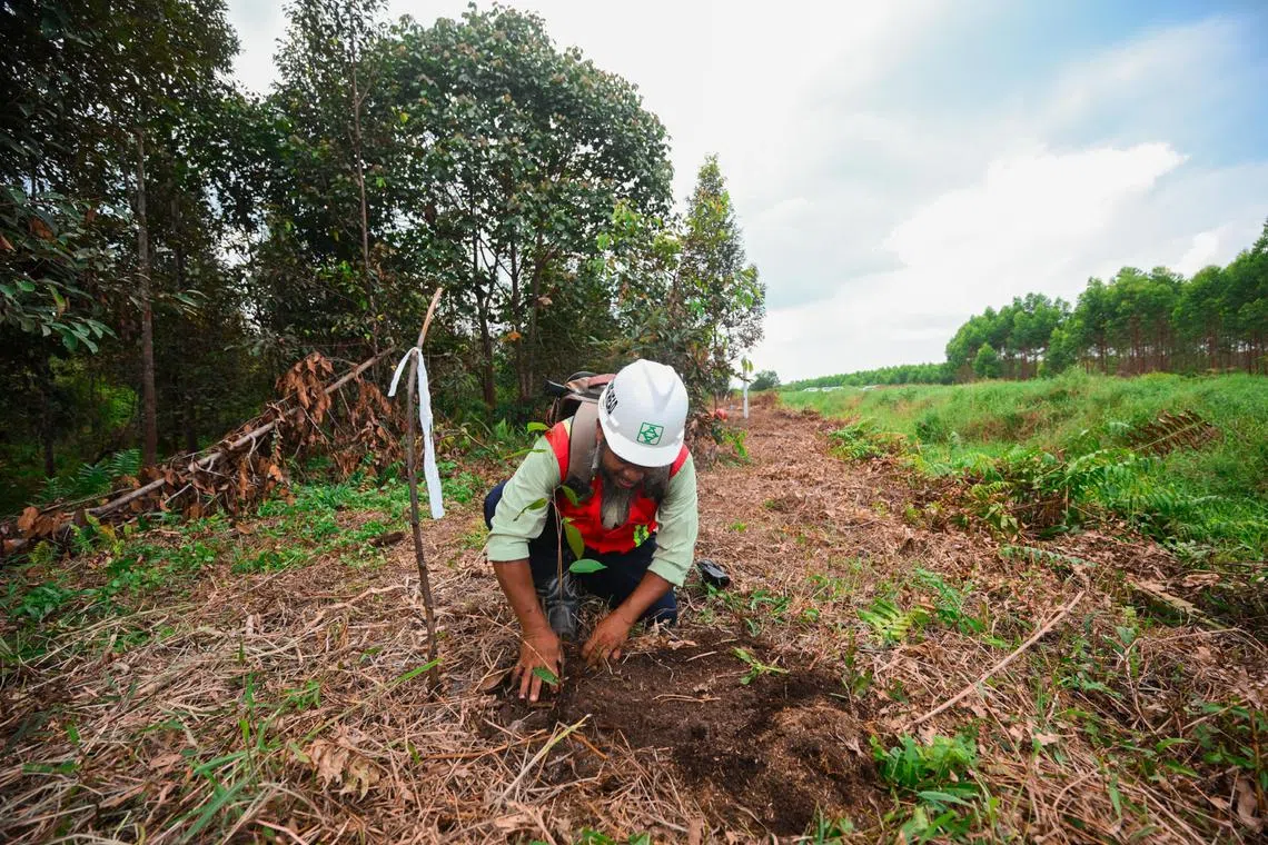 Mr Wahyudi, a conservation and certification officer at Arara Abadi, planting a meranti sapling at the peat dome restoration site on Aug 14.