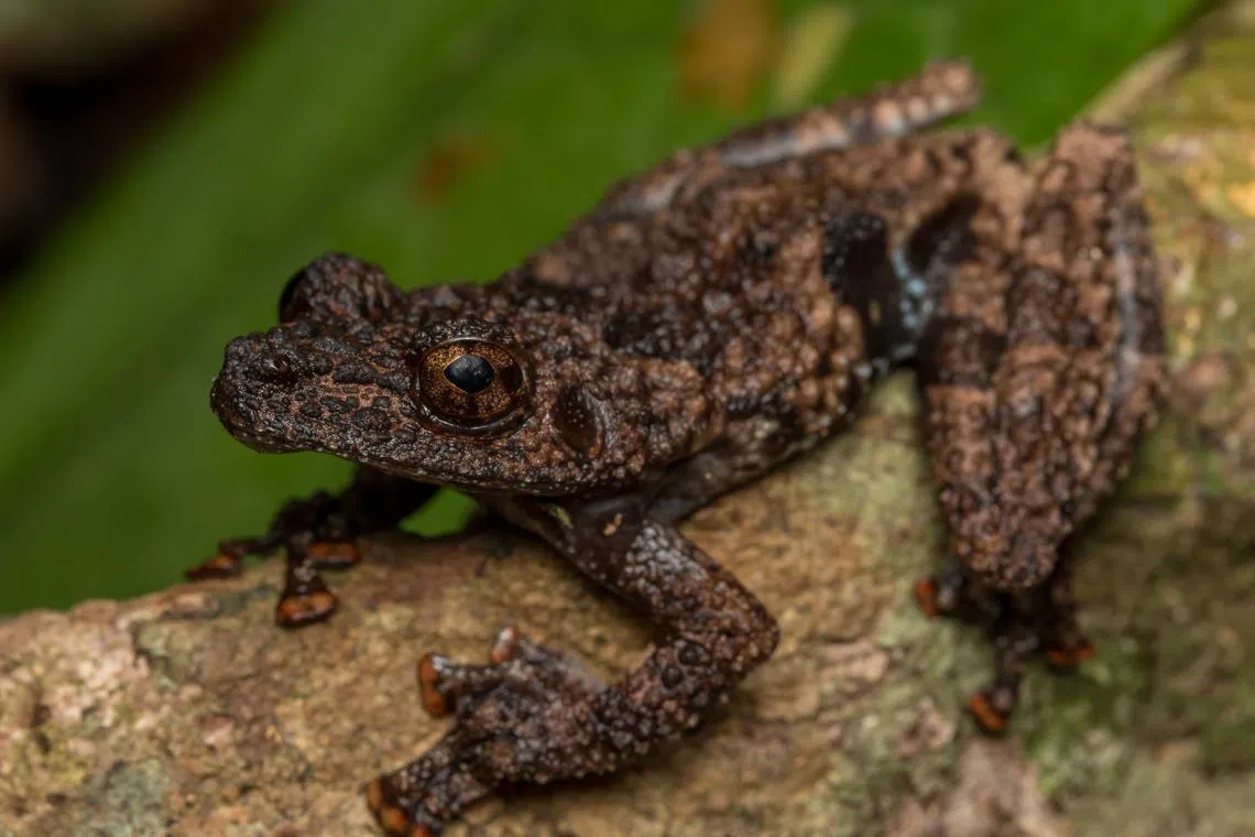 The thorny bush frog (Theloderma horridum) was last recorded in Singapore in 2011.