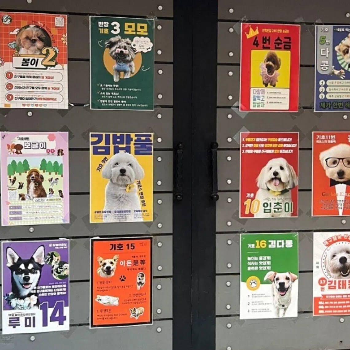 Campaign posters for a dog kindergarten class president election.