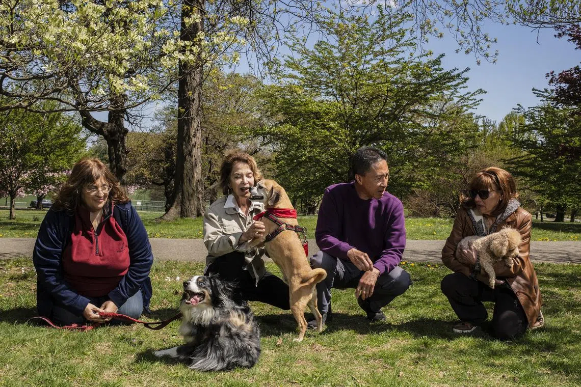 (From left) Ms Pattie Marsh, Ms Lee Geanoules, Mr Lam Gong and Ms Victoria Tirondola with their dogs at Brookdale Park in Bloomfield, New Jersey, on April 19. The people at the dog park, the bank teller, the regular waiter — these casual relationships may be “weak ties”, but they are also a key to well-being. 

PHOTO: NYTIMES
