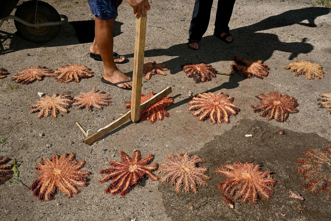 Members of the environmental group Korero O Te Orau counting and measuring some of the crown-of-thorns starfish collected from a reef off Rarotonga in the Cook Islands.  