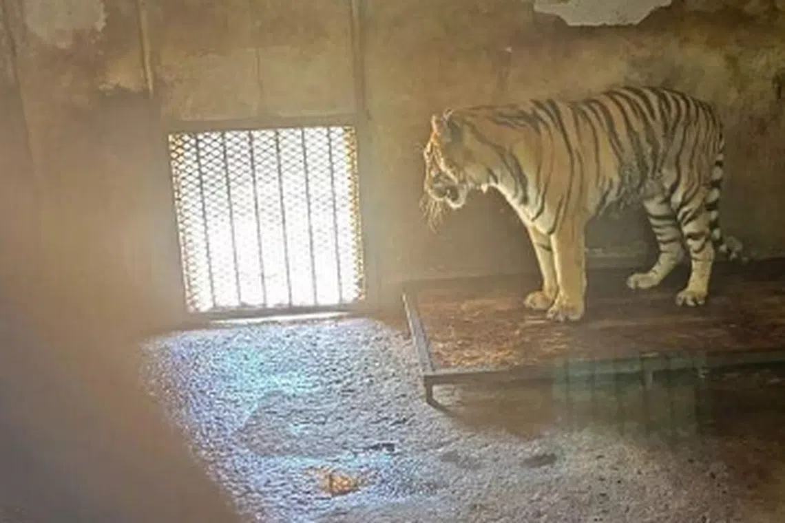 20 Siberian tigers among other animals died at Fuyang Wildlife Park.