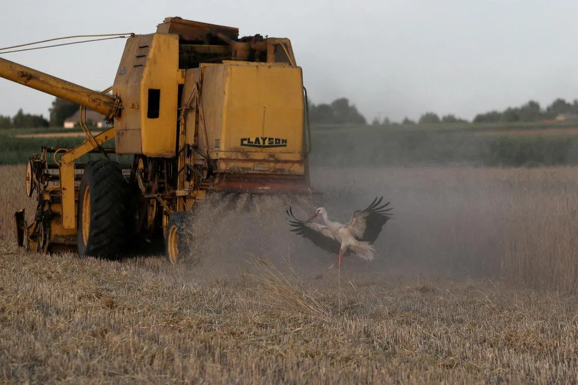 Grain from Ukraine meant for export had ended up in neighbouring countries' markets, driving down prices.