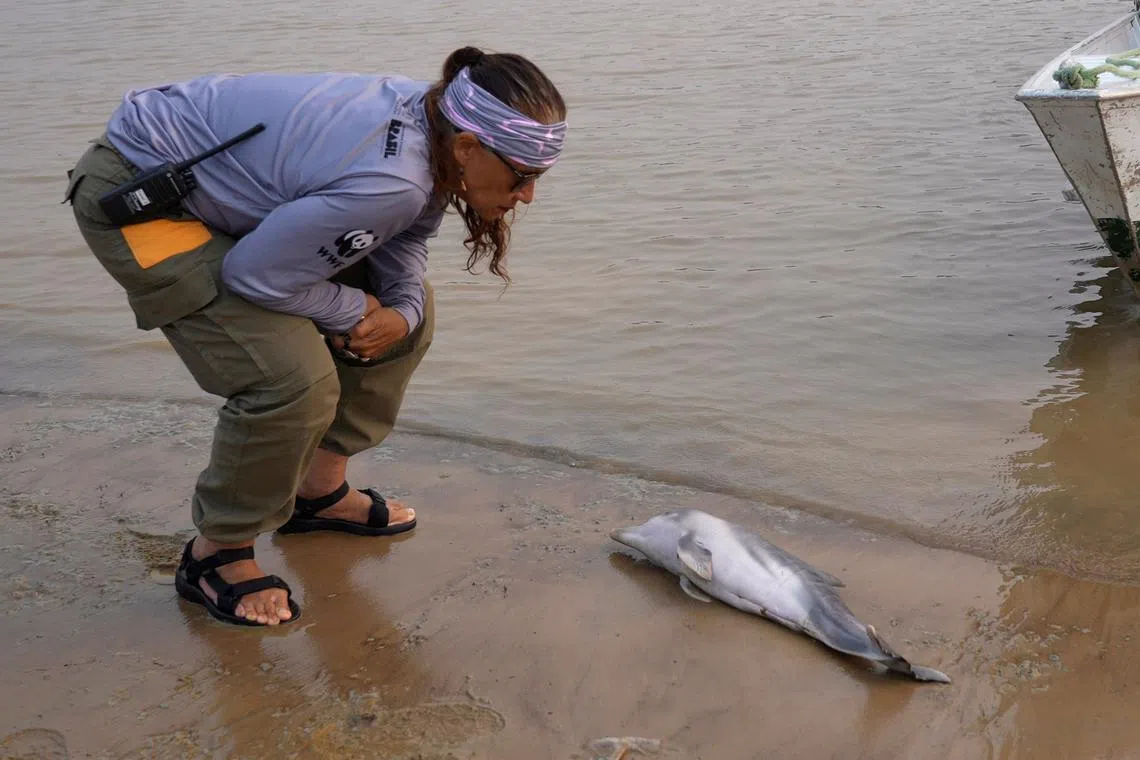 Researcher Miriam Marmontel, from Mamiraua Institute for Sustainable Development, inspects a dead baby dolphin on Lake Tefe during the worst drought on record that has lowered the water level of the rivers and lakes in the Amazon basin to historic lows, in Tefe, Amazonas state, Brazil September 18, 2024. REUTERS/Leonardo Benassatto