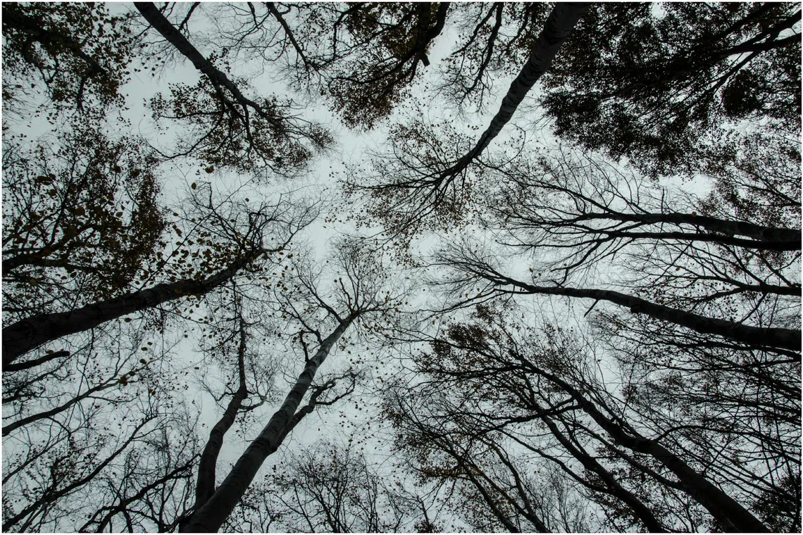 A local factory in Germany will use trees and other organic material to make chemical products used to manufacture items such as fleece jackets.