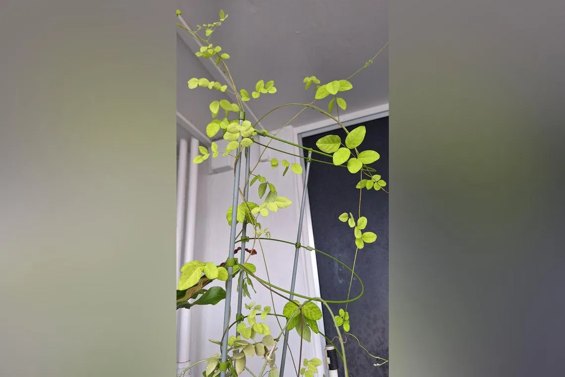 The colour of this Butterfly Pea may be due to issues with the fertiliser or growing mix.