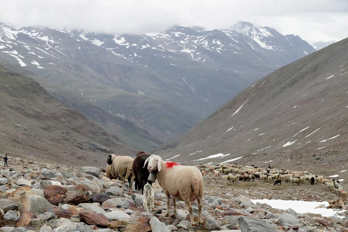 FILE PHOTO: Sheep make their way down to \"Rofenberg\" pasture in the region of Tyrol, Austria, June 9, 2018. Picture taken June 9, 2018. REUTERS/Lisi Niesner/File Photo