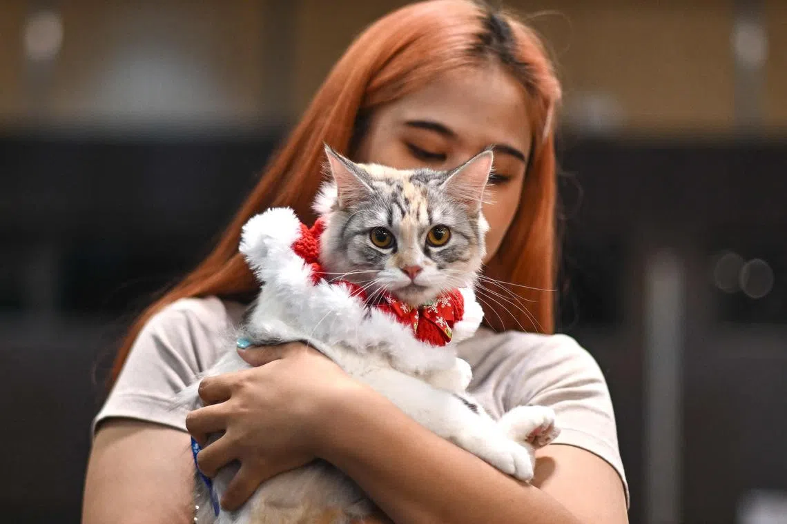 A woman carries her Scottish Mainecoon 'Tang Tang' during the 2025 Thailand cat show in Bangkok on March 9, 2025. (Photo by MANAN VATSYAYANA / AFP)
