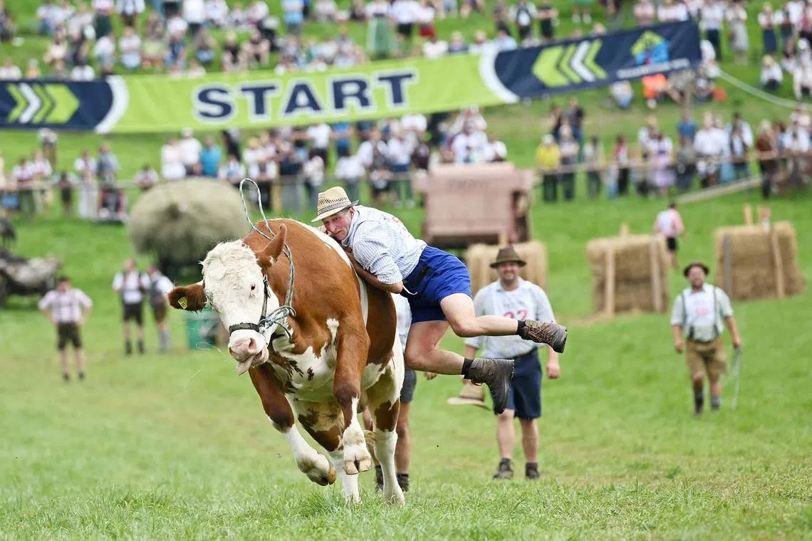 Farmer Peter Ginter rides on an ox called Manni during a traditional ox race in the southern Bavarian village of Haunshofen, Germany, August 24, 2025. REUTERS/Angelika Warmuth TPX IMAGES OF THE DAY