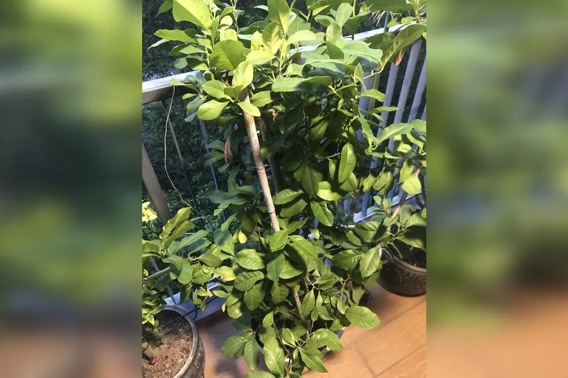 Lemon plants need at least six hours of direct sunlight to thrive. 