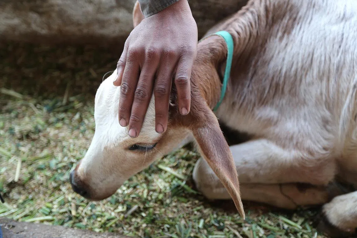 Vigilante squads that roam highways to stop cows from being transported across state borders have proliferated since 2014.