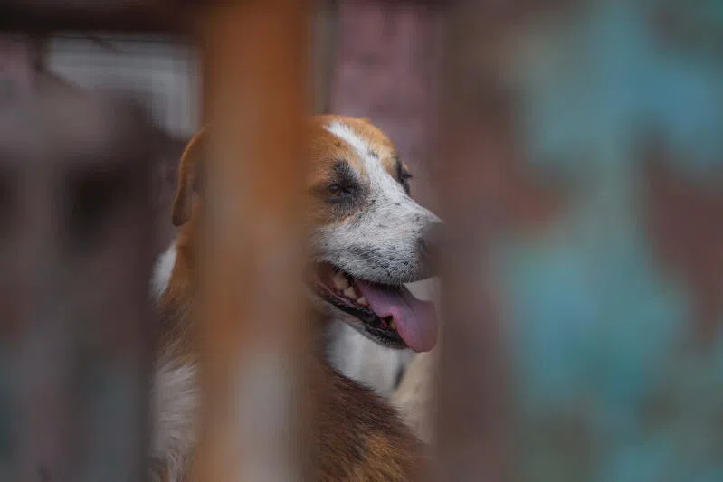 About 500 dogs have been vaccinated in the Pujungan village to stop the spread of rabies.