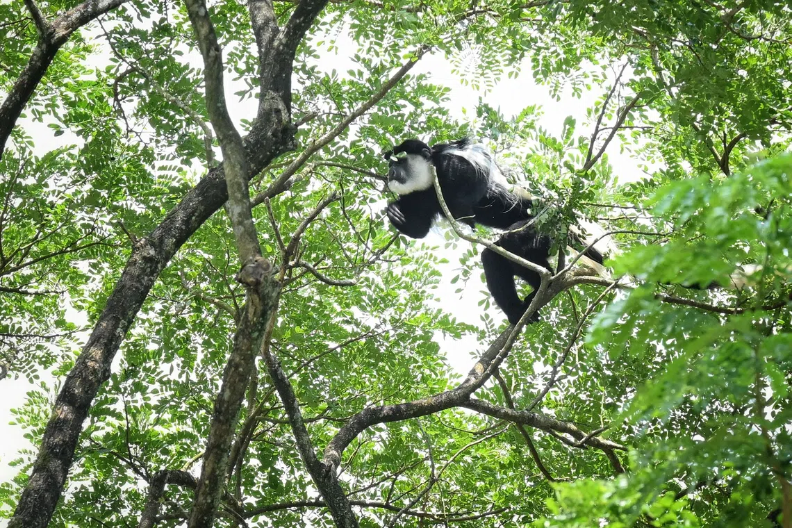 The black-and-white colobus was seen in the trees near a playground in Yew Tee.