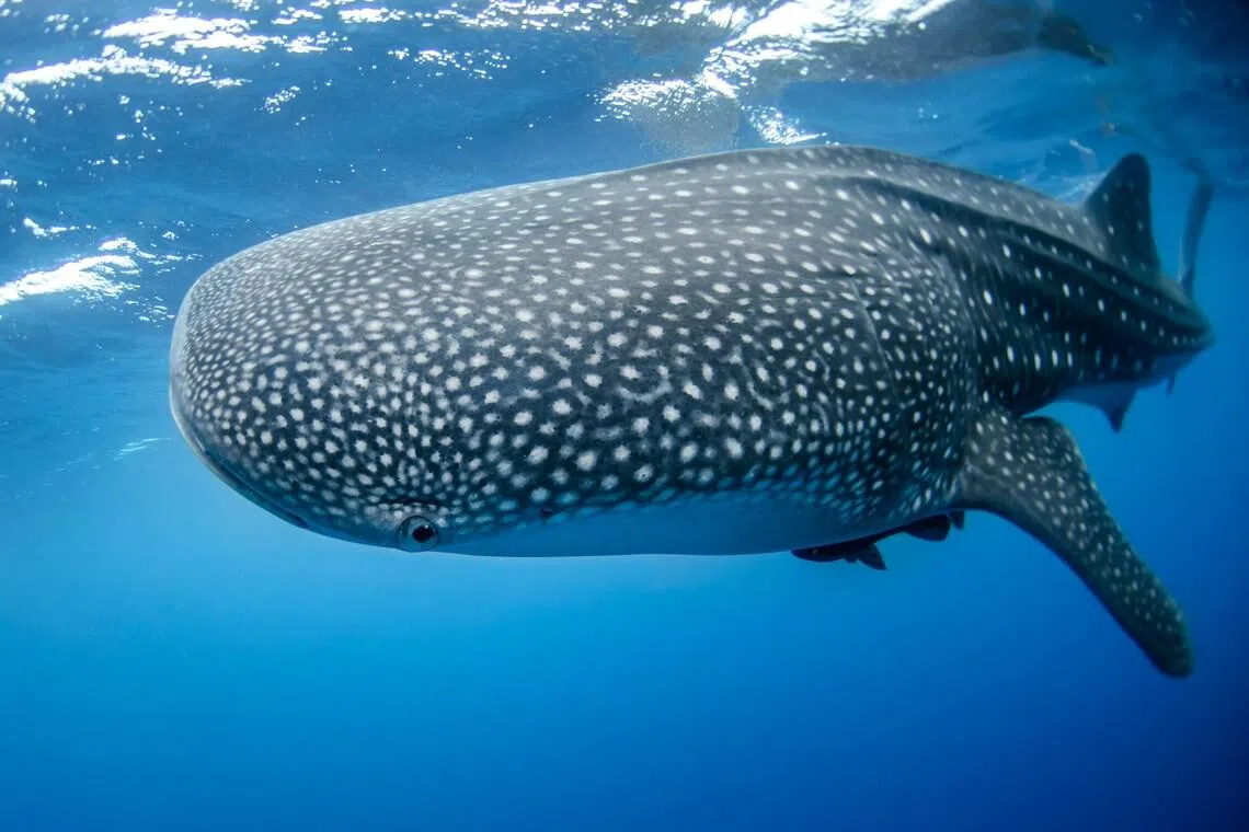 Decade-long study reveals whale shark hotspots in Indonesia