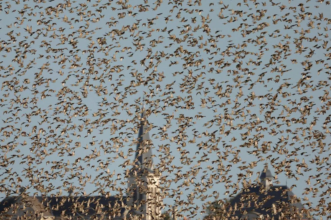 A flock of starlings fills the sky in the village of Val-de-Vesle near Reims, France, November 2, 2022.