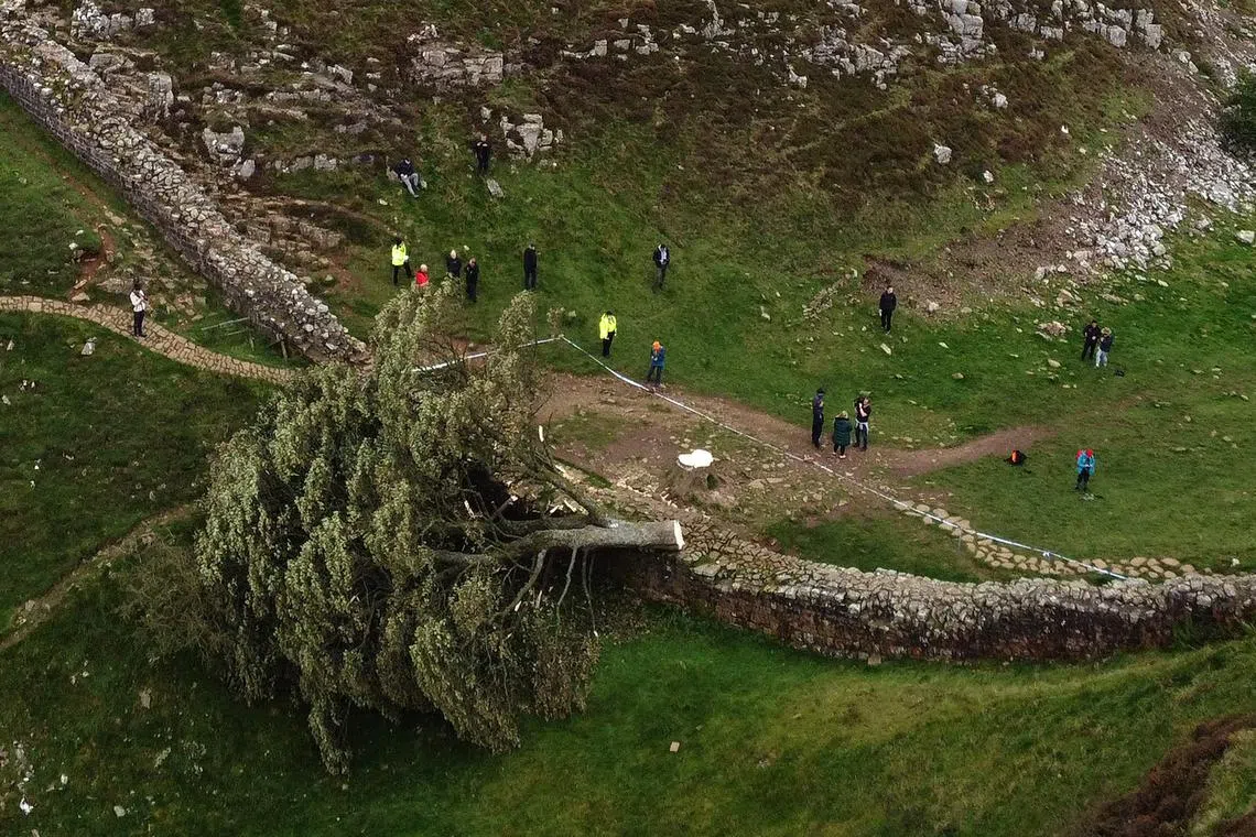 An aerial view shows the felled Sycamore Gap tree, along Hadrian's Wall, near Hexham, northern England on September 28, 2023. One of the UK's most photographed trees, located next to the Roman-era Hadrian's Wall in northeast England, has been "deliberately felled," the authority responsible for the local National Park said on September 28, 2023. Local police said that a teenager had been arrested in connection with the incident. (Photo by Oli SCARFF / AFP)