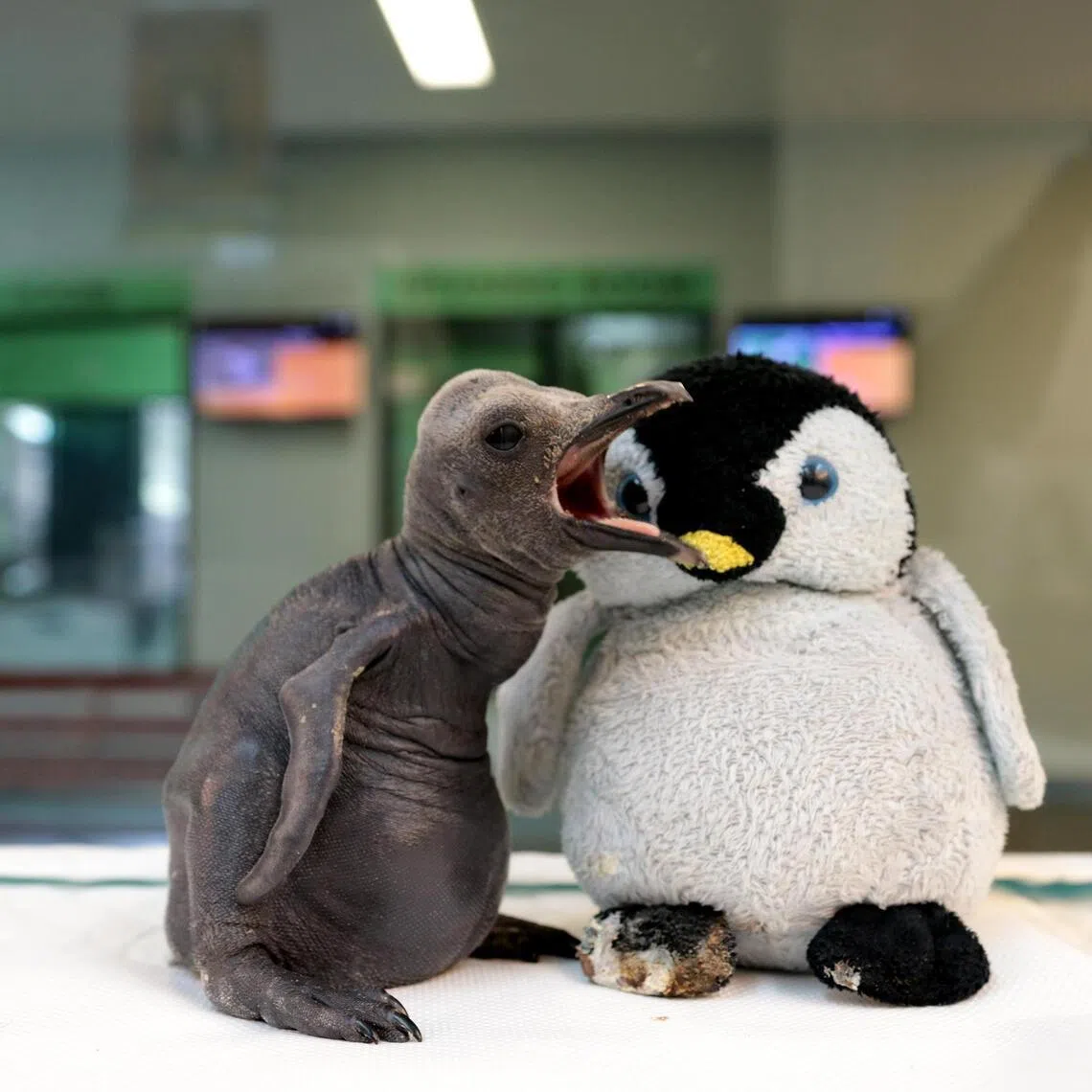 lcpunch16 - A king penguin chick hatched in 2019 that required hand-raising

Credit: Mandai Wildlife Group