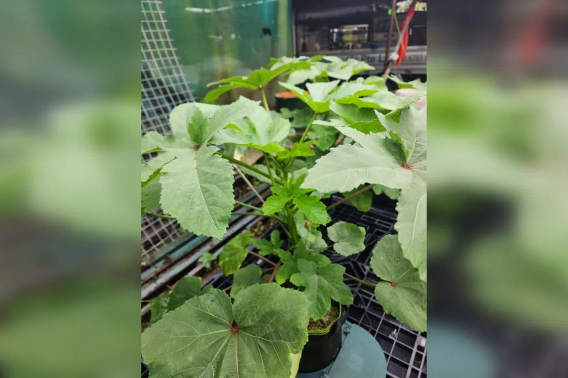 Avoid growing Lady’s Finger varieties too near one another, as they can cross-pollinate.