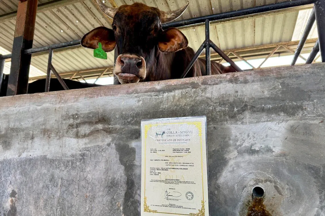 Ali, a MyGyu animal with 75 per cent wagyu genetics, pictured with its pedigree certificate at Colla Cattle Farm.