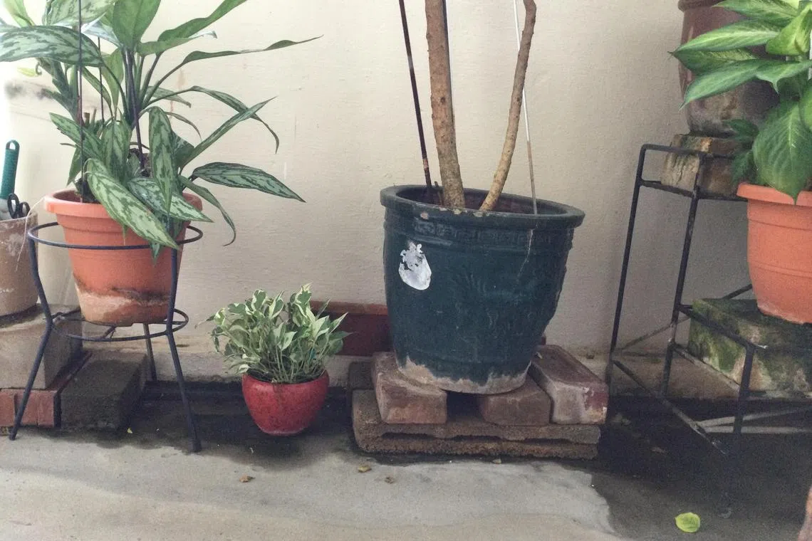 21yourpic - Many residents tend to use bricks to raise their potted plants. Often, water gets trapped below the bricks and even moss grows on the ground.

Credit: Mary Lim Poh Geok