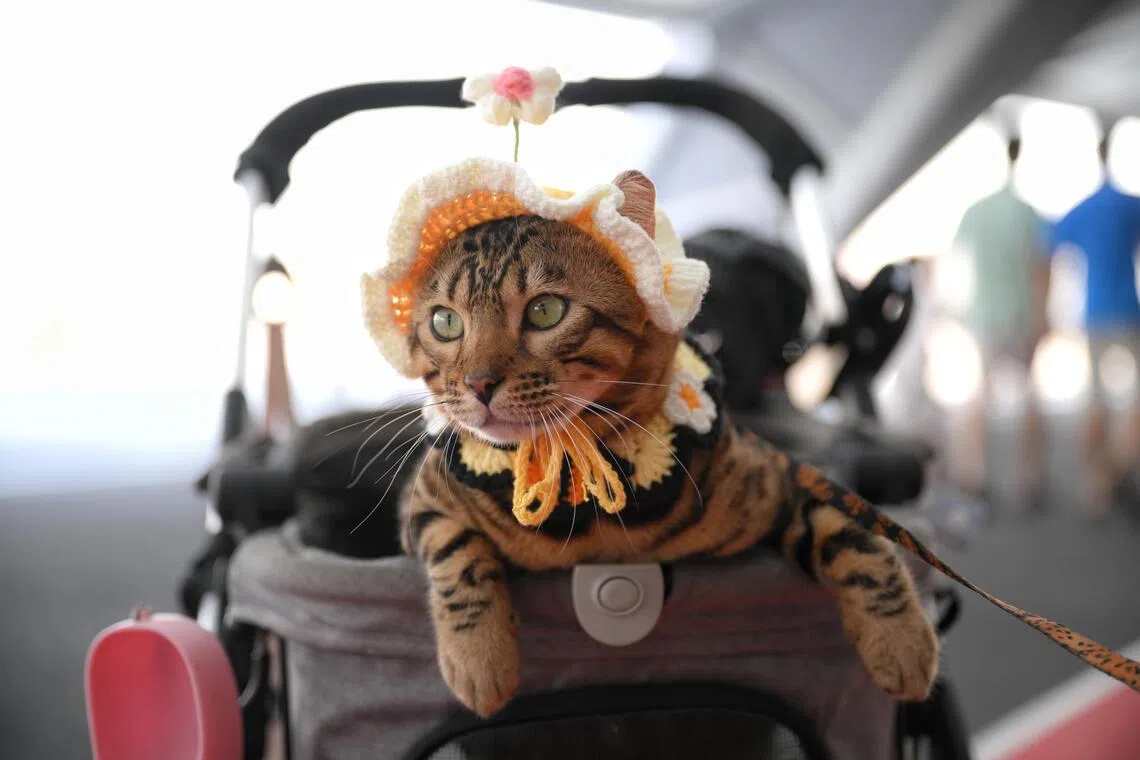 Cookie, a Bengal cat, dressed in a crocheted hat.