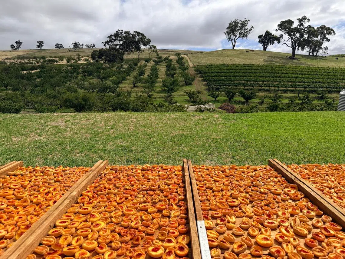 Gully Gardens Barossa grows stone and pome fruit such as apricots, peaches, nectarines, plums, apples and pears.