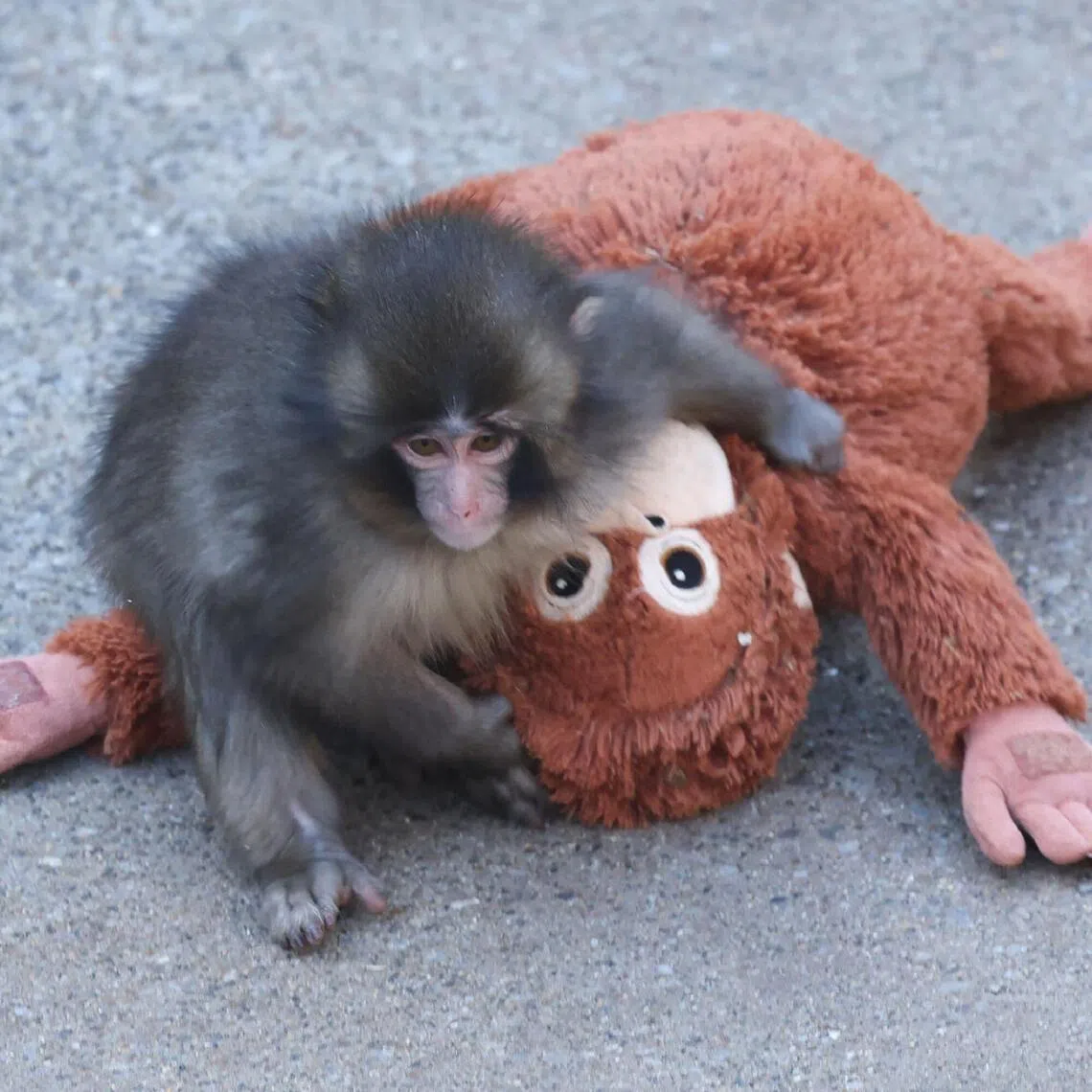 Punch, a seven-month-old baby macaque, was abandoned by his mother and shot to stardom after he began clinging to a plush orangutan toy from IKEA for comfort.