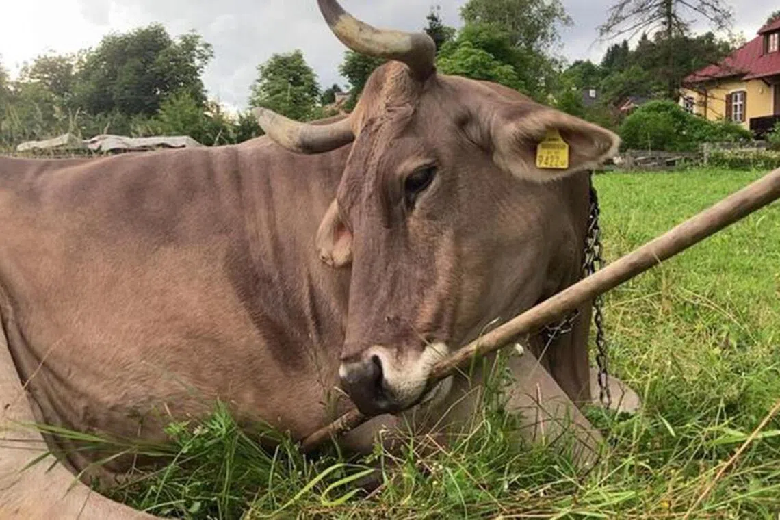 Bovine intervention? Tool-using cow in Austria scratches the surface of animal intelligence