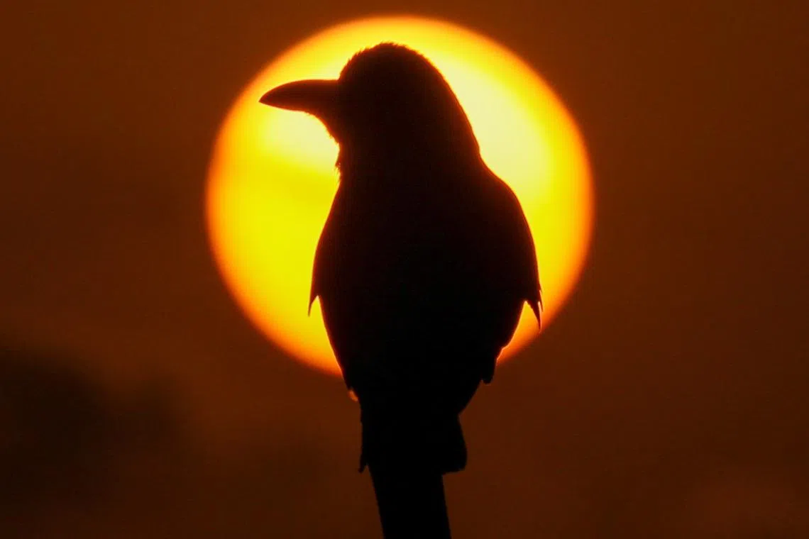 A bird perching on a log during the sunset in Navi Mumbai, India, May 23.